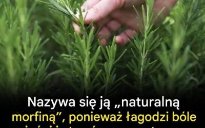 Korzyści płynące ze spożywania tej rośliny przez osoby starsze: naturalny sprzymierzeniec zdrowego starzenia się